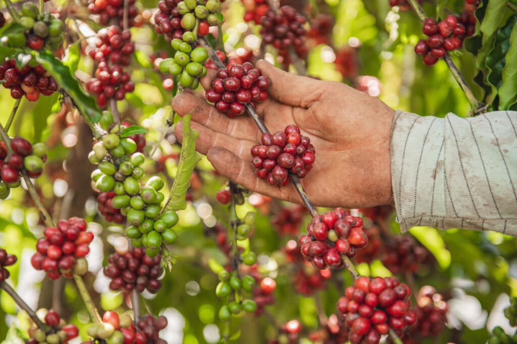 Secretaria de Agricultura prorroga inscrições para credenciamento de empresas interessadas em patrocinar o QualiCafé